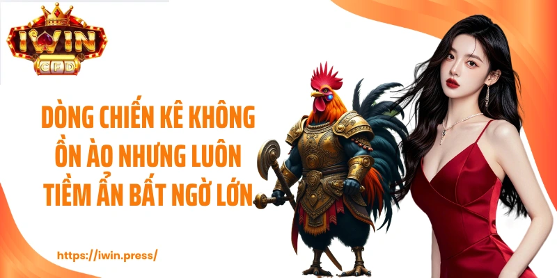 Dòng chiến kê không ồn ào nhưng luôn tiềm ẩn bất ngờ lớn