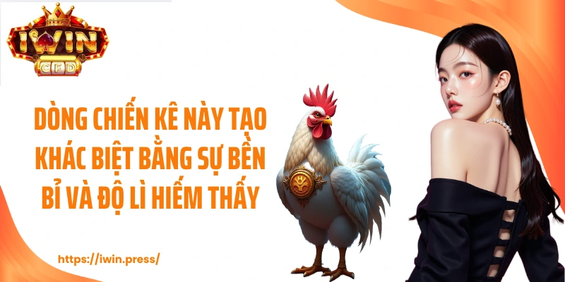 Dòng chiến kê này tạo khác biệt bằng sự bền bỉ và độ lì hiếm thấy