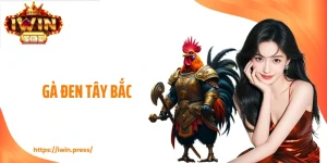 Gà Đen Tây Bắc - Những Điều Quan Trọng Cần  Phải Nắm Vững