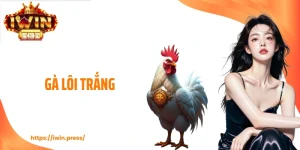 Gà Lôi Trắng - Thế Đá Thanh Thoát, Kèo Đi Sâu Khó Lường